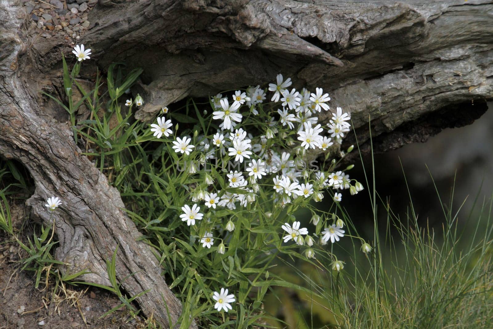 Chickweed