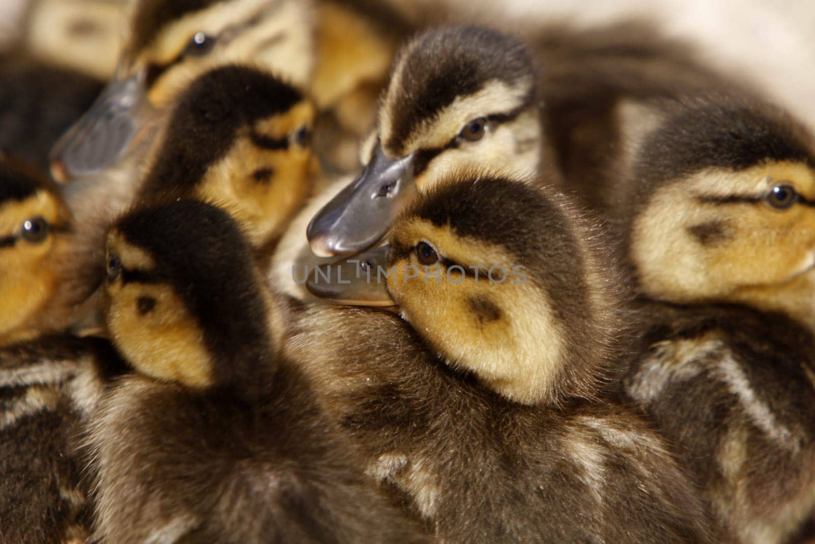 Duckling