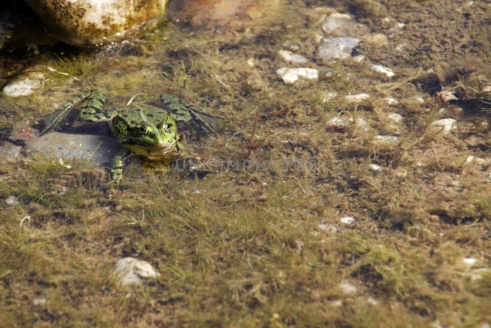 Common water frog