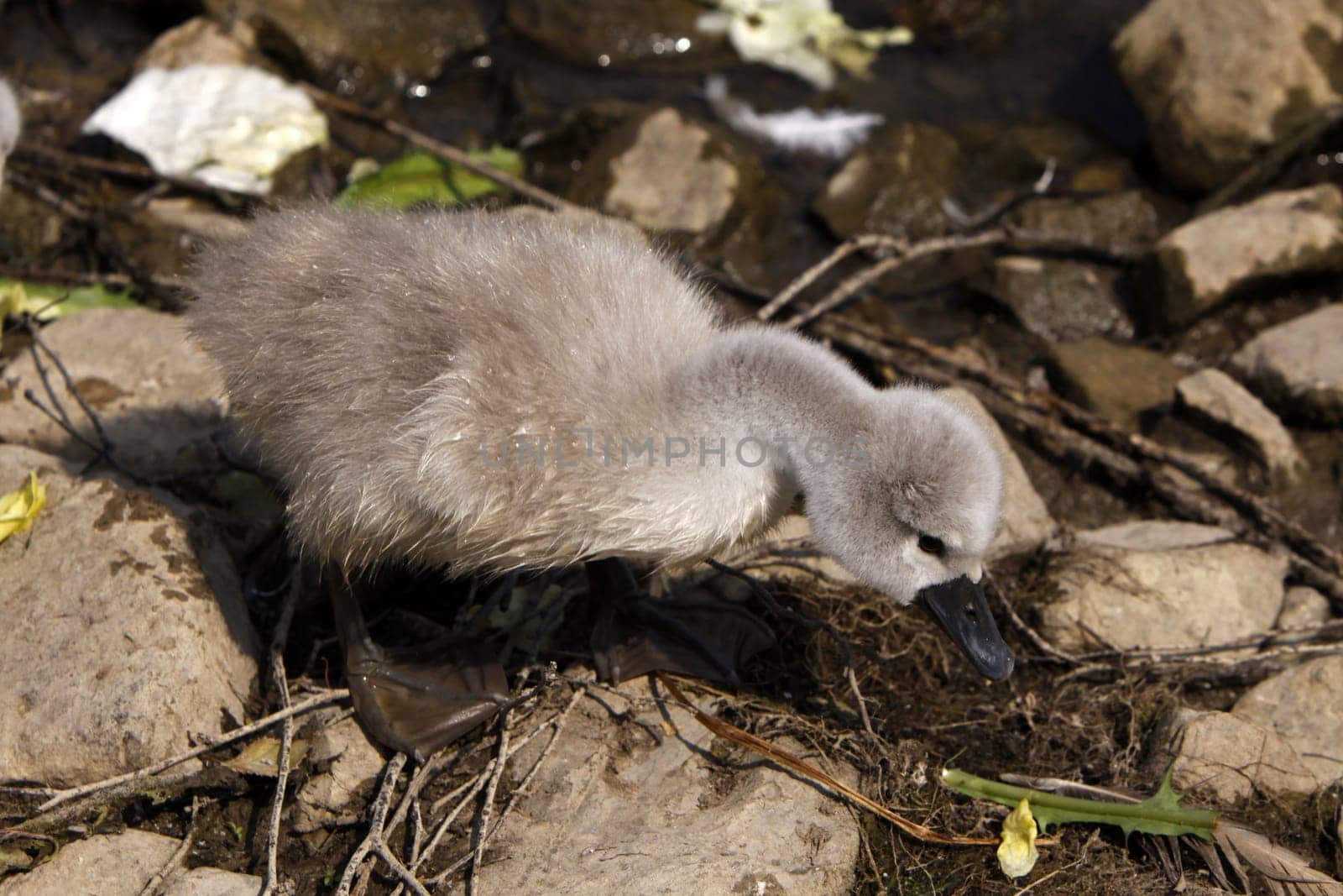 Mute Swan Chick