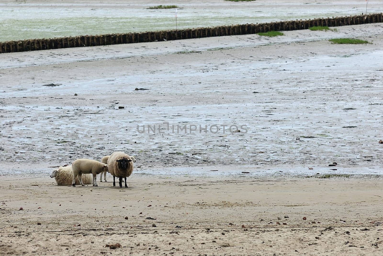 Beach sheep