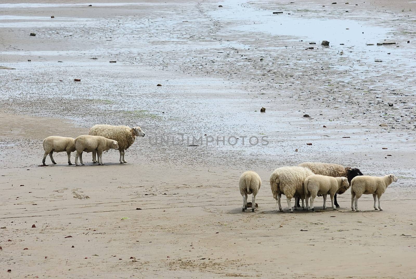 Beach sheep