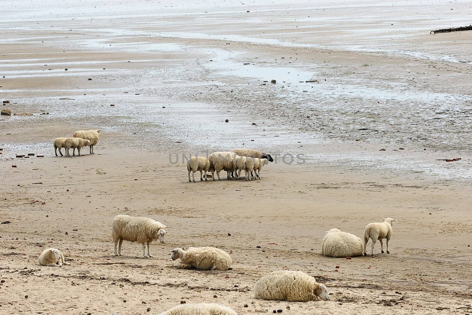 Beach sheep