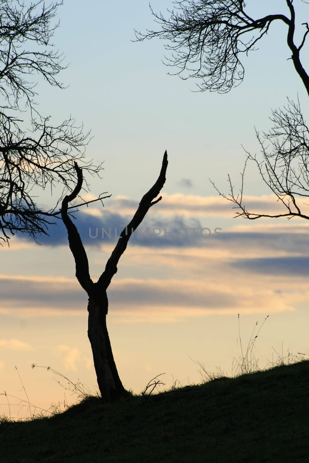 Evening