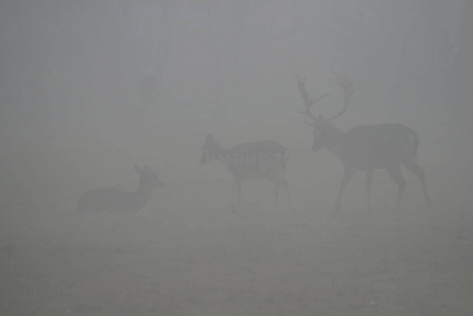 Deer in the fog