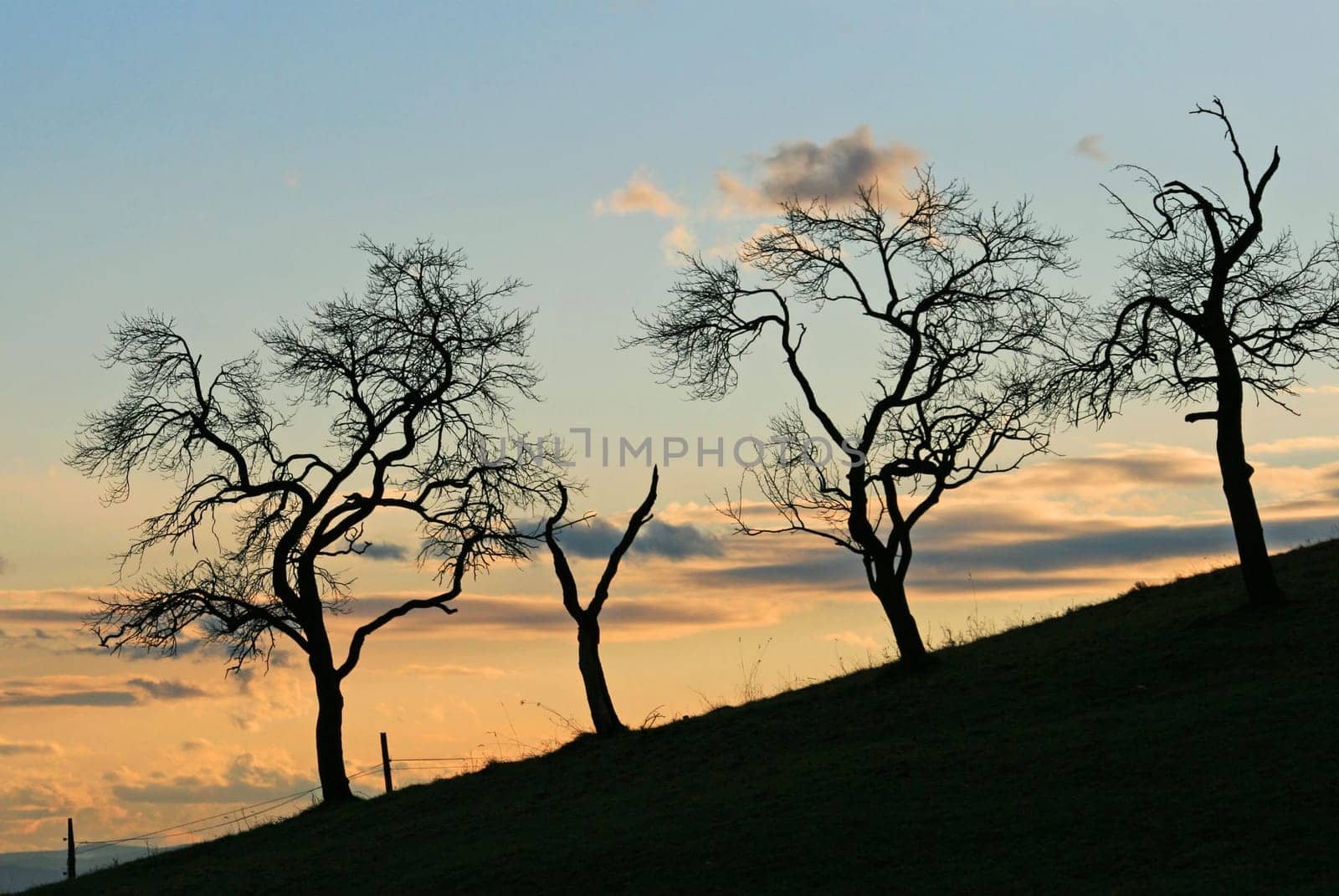 Evening
