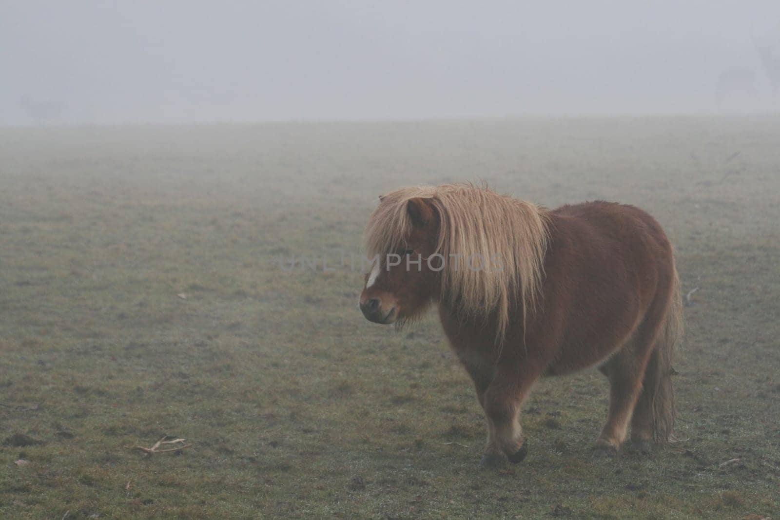 Pony in the fog