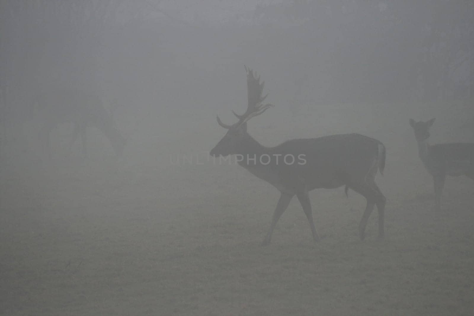 Deer in the fog