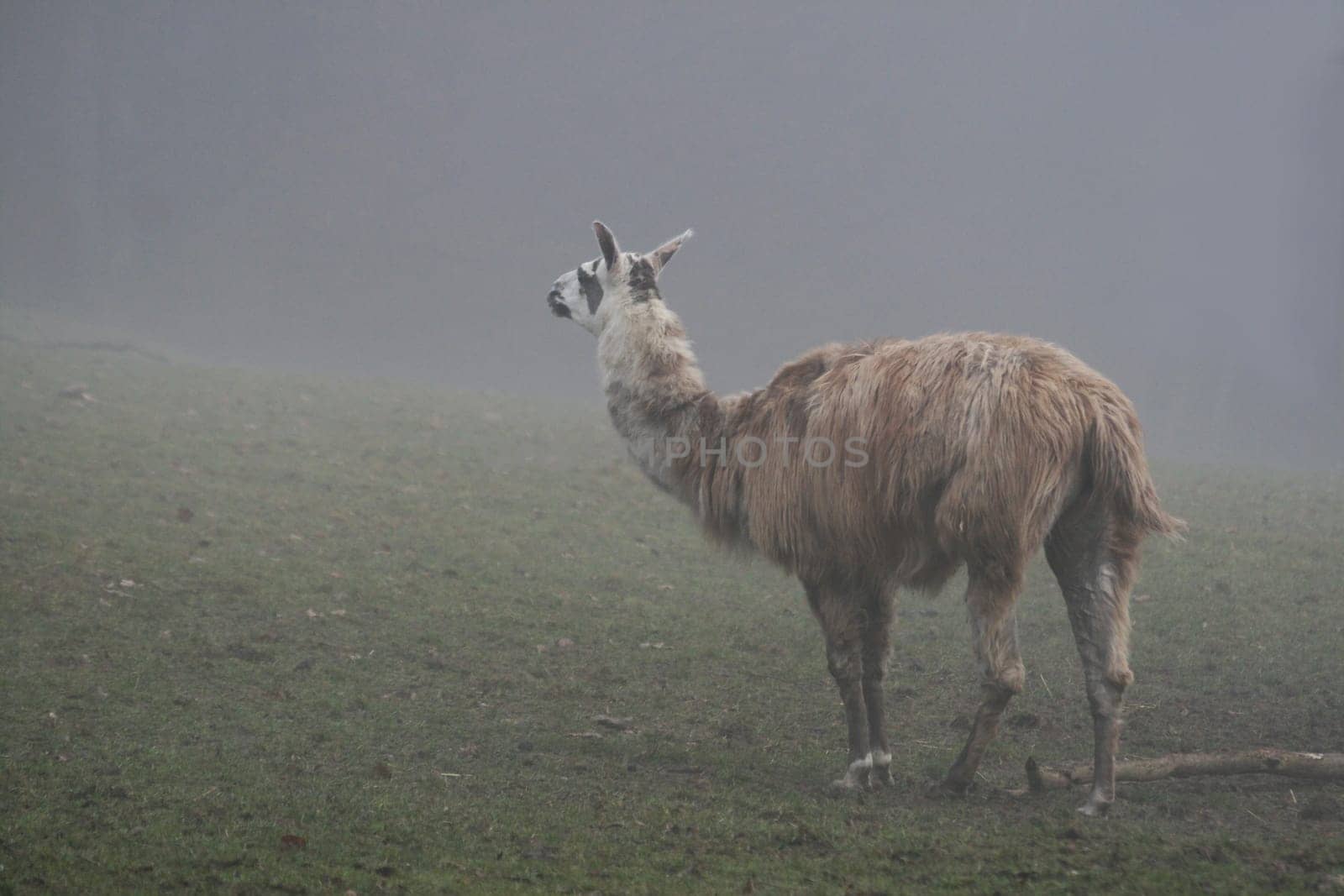 Llama in the fog