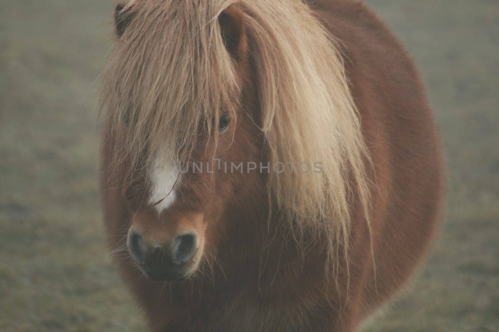 Pony in the fog