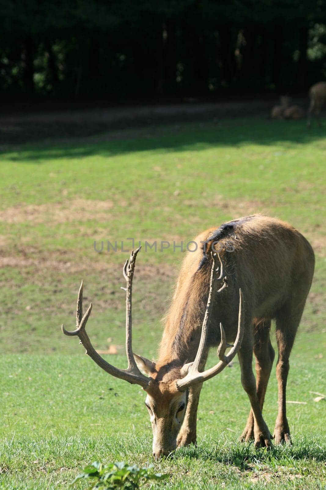 David's deer