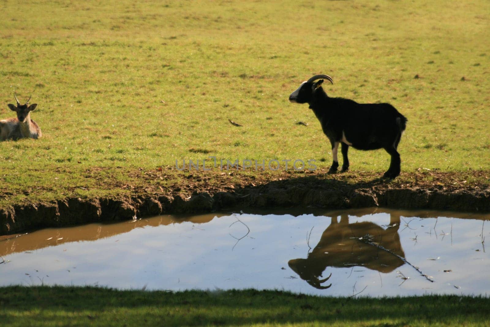 Billy goat