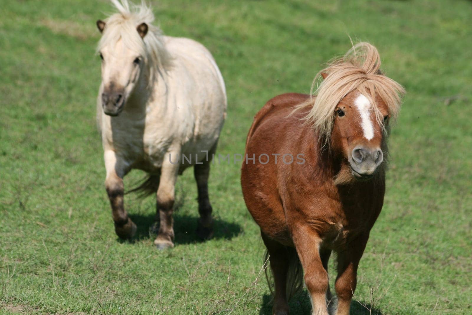 Horses