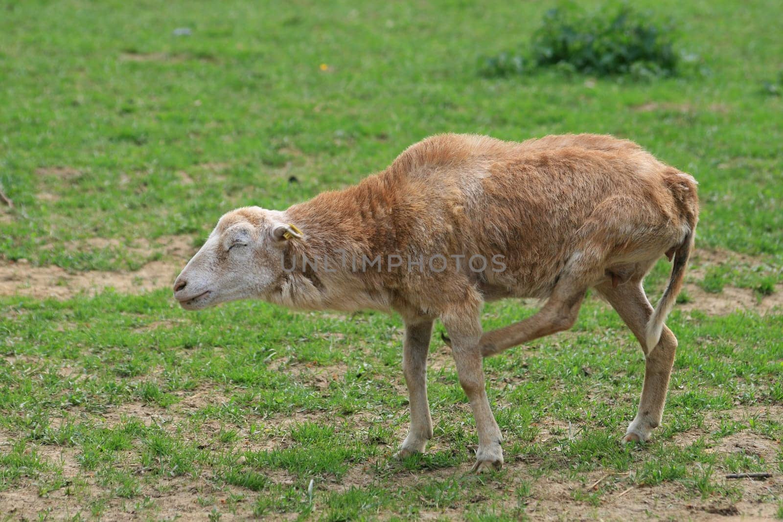 Sheep