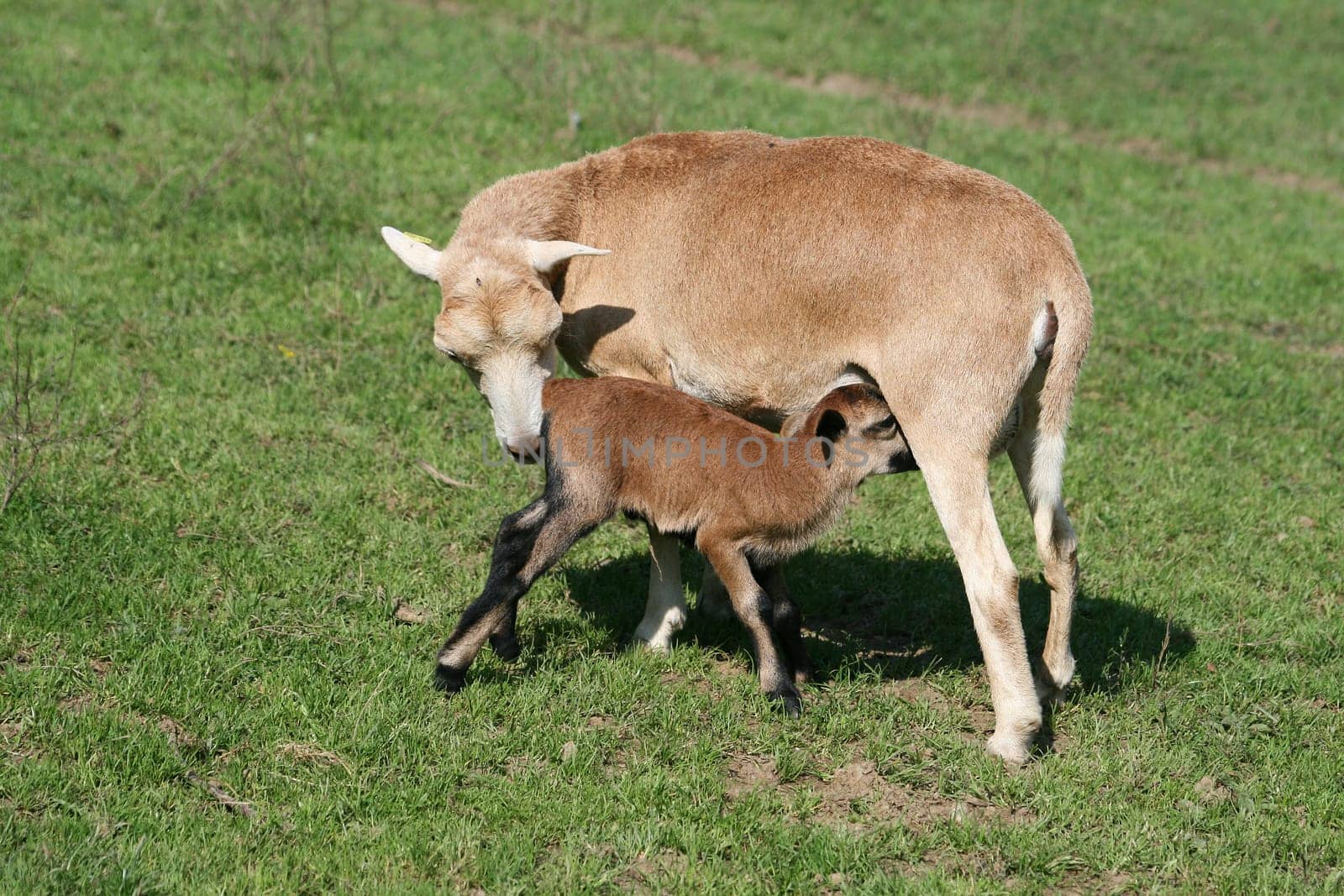 Sheep
