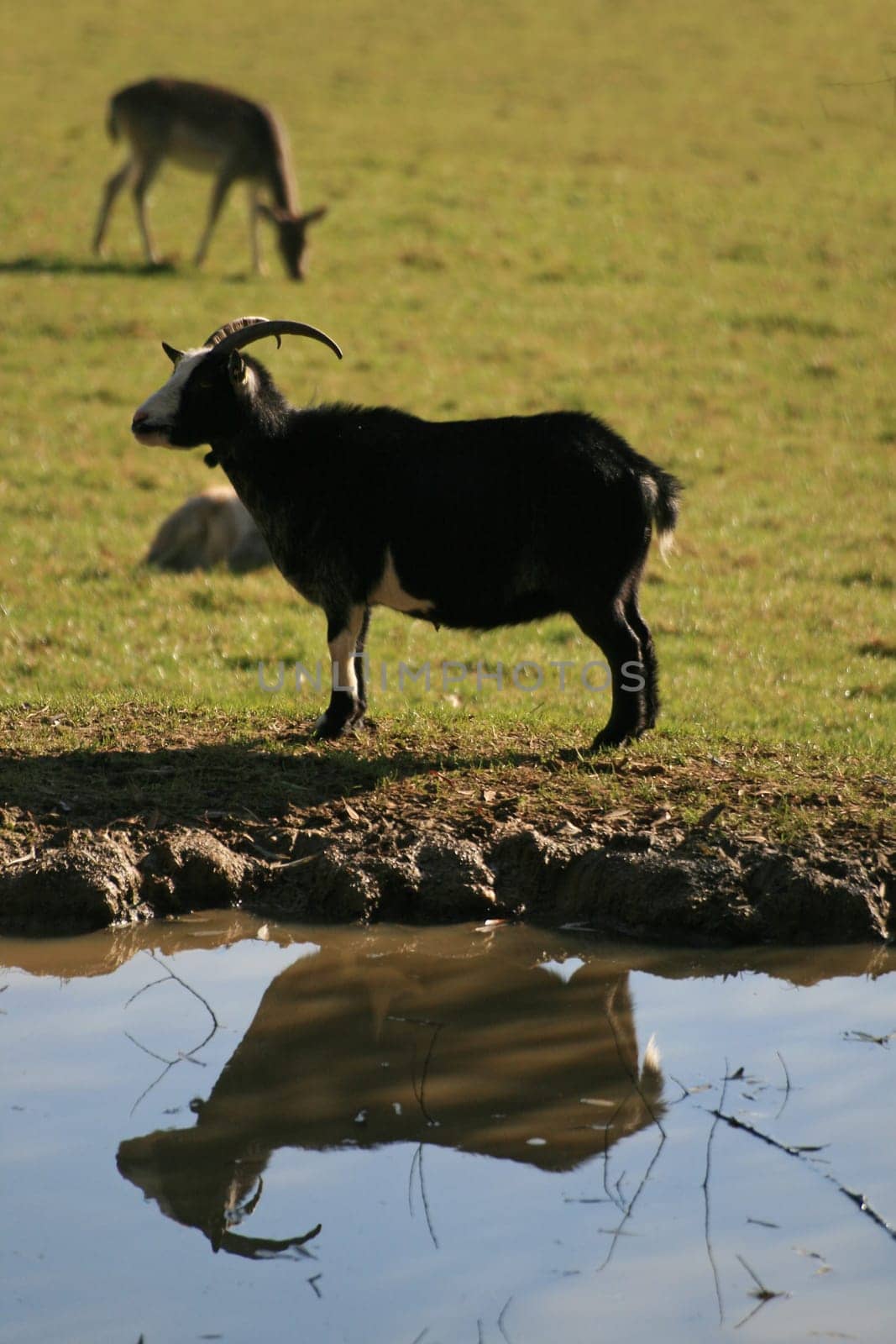 Billy goat