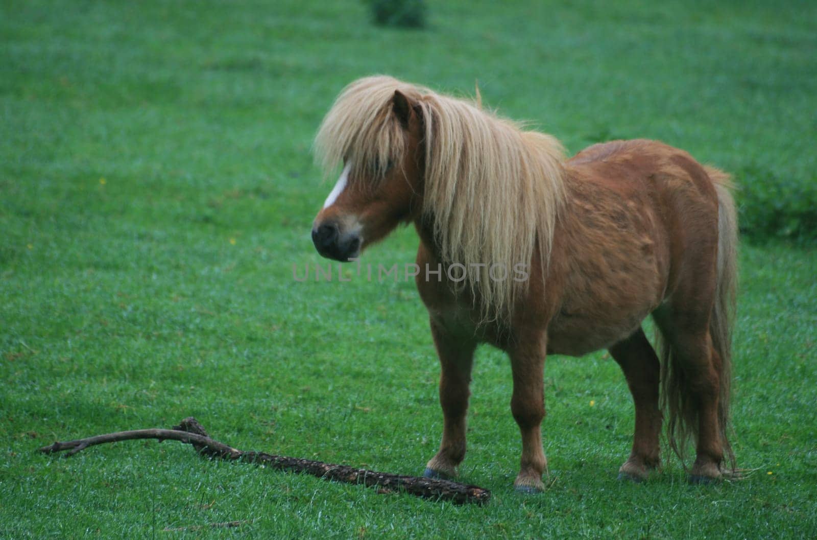 Horses