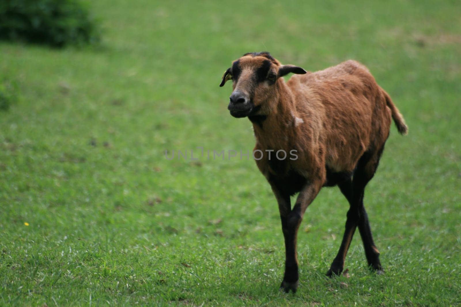 Sheep