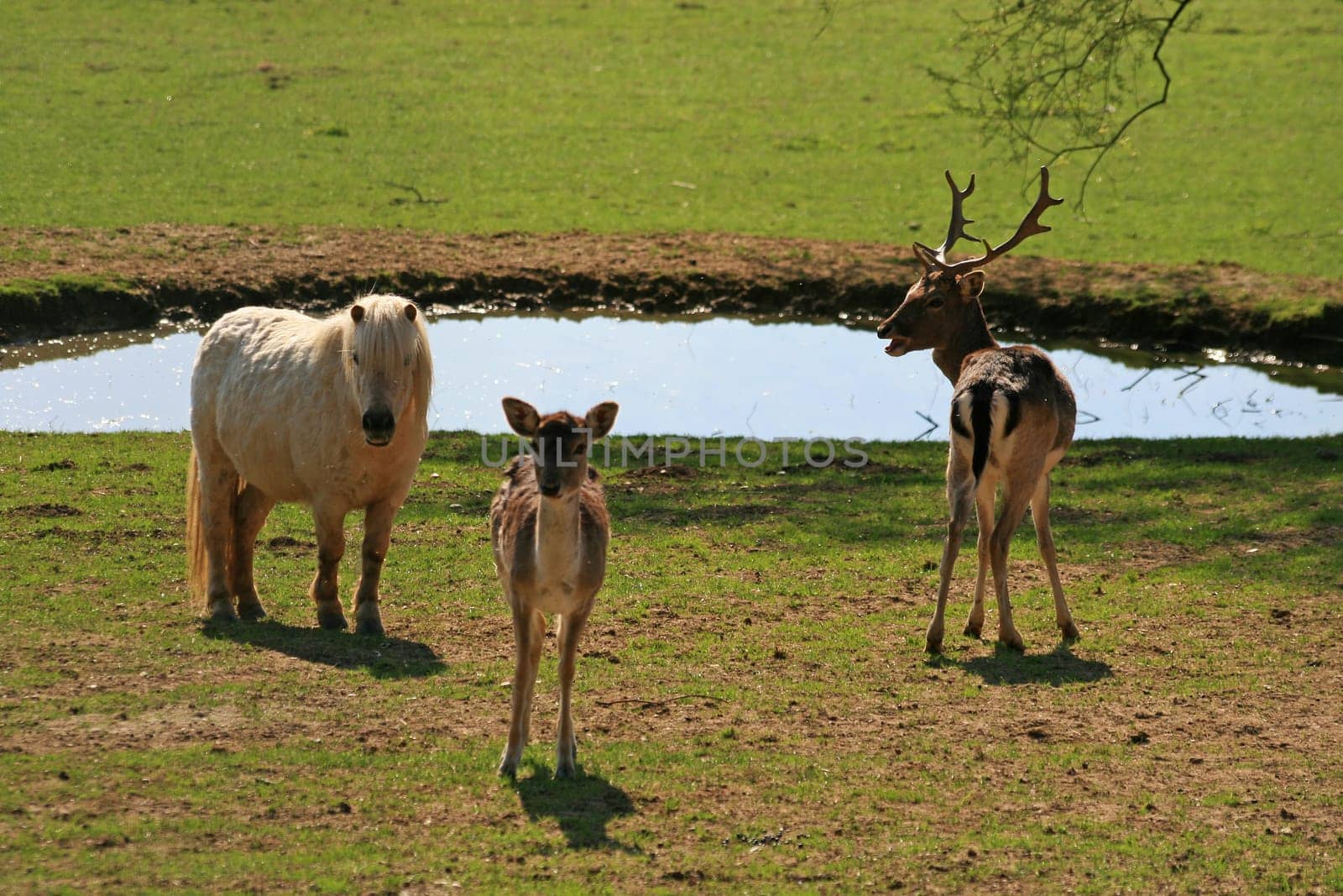 Animals
