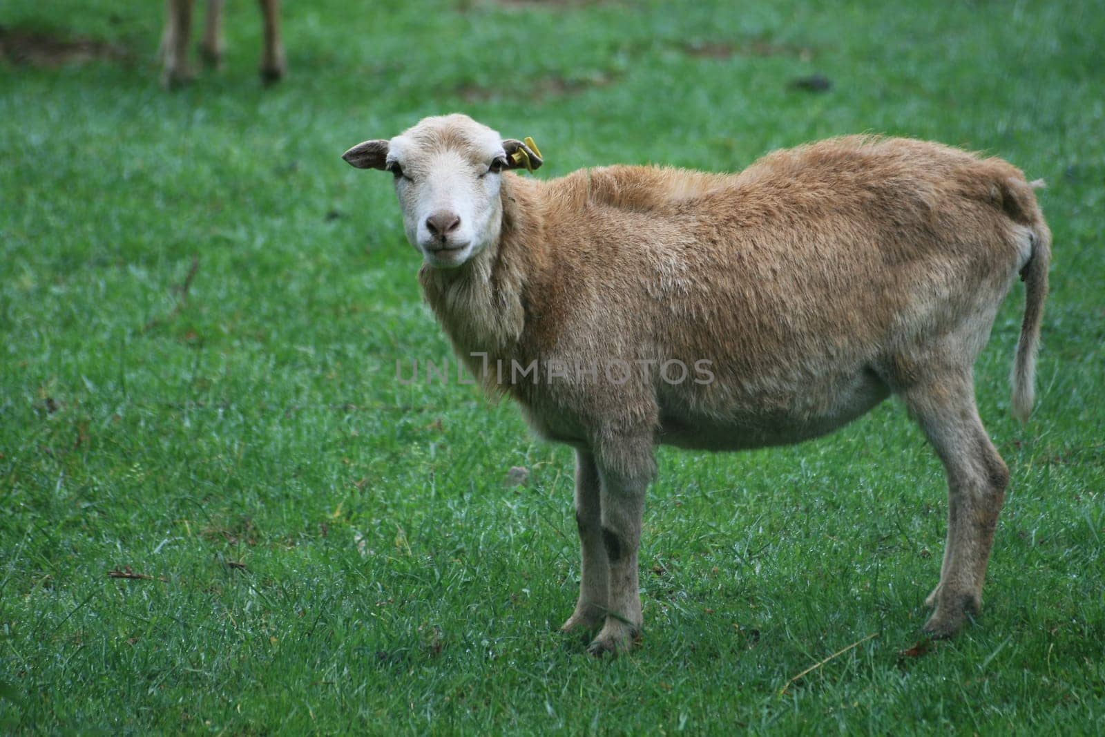 Sheep