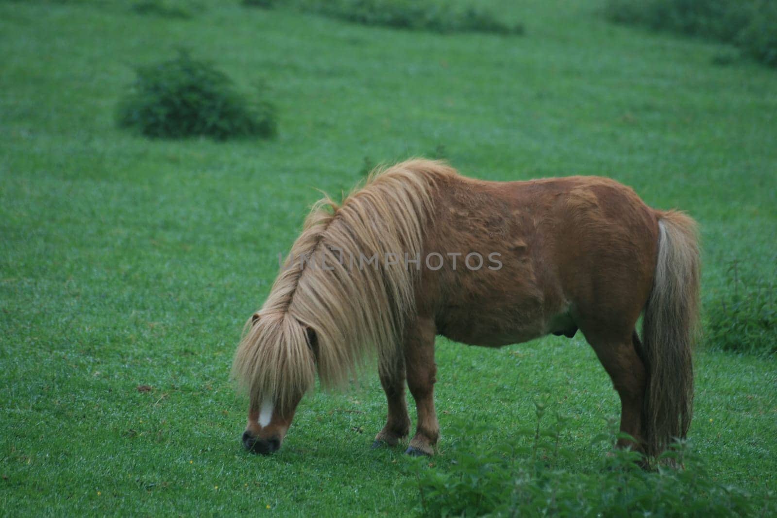 Horses