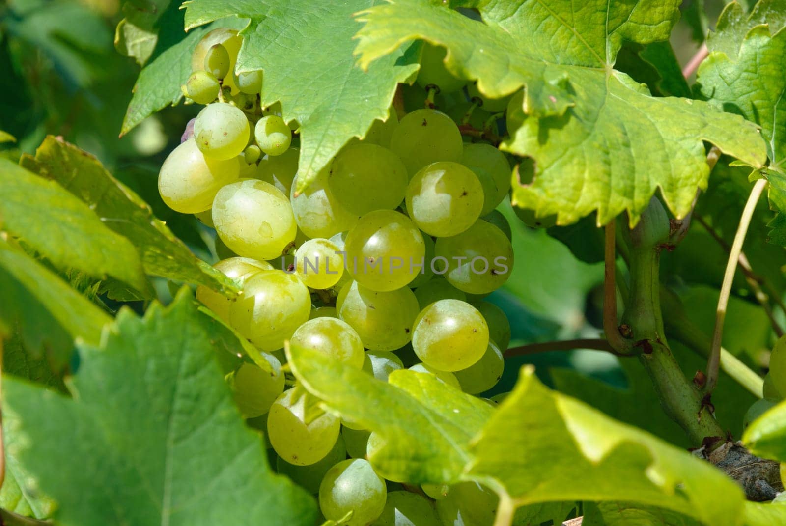 bunch of grapes with leaves in summer