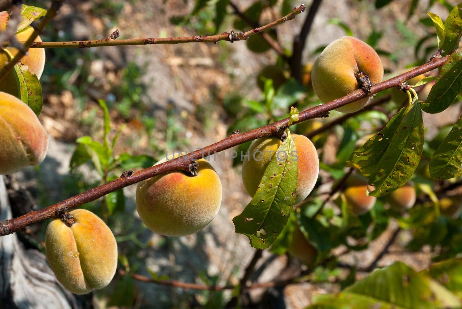 peach branch with ripe peaches