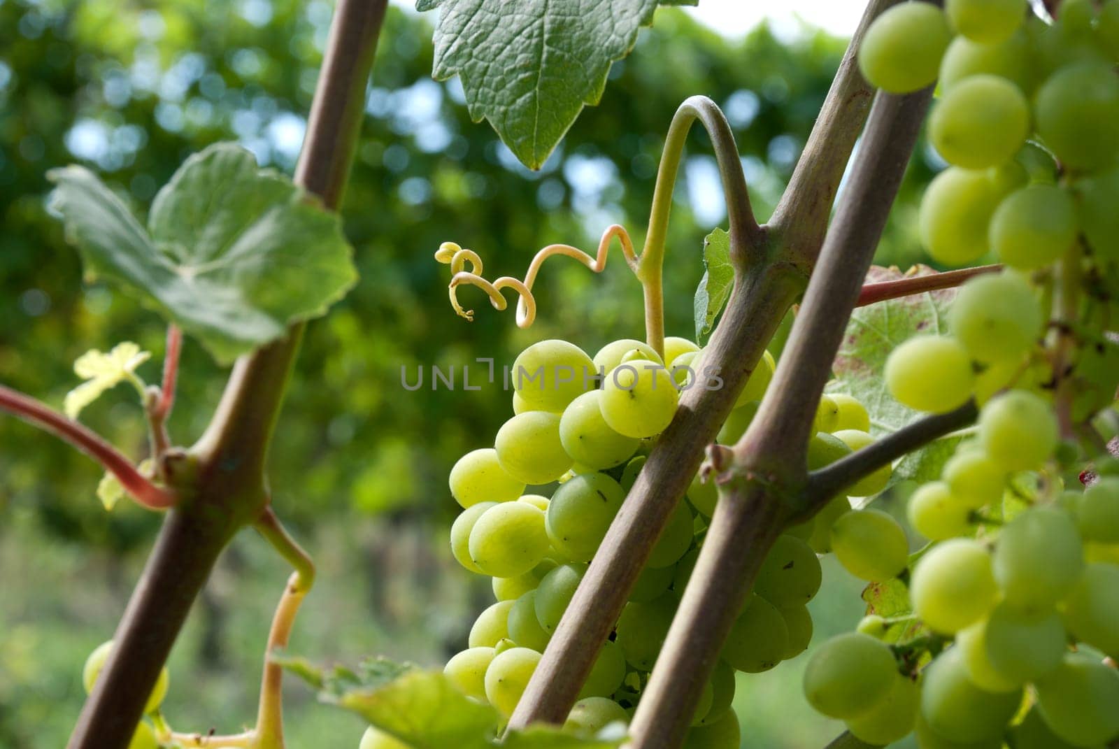 bunch of grapes with a trellis in summer