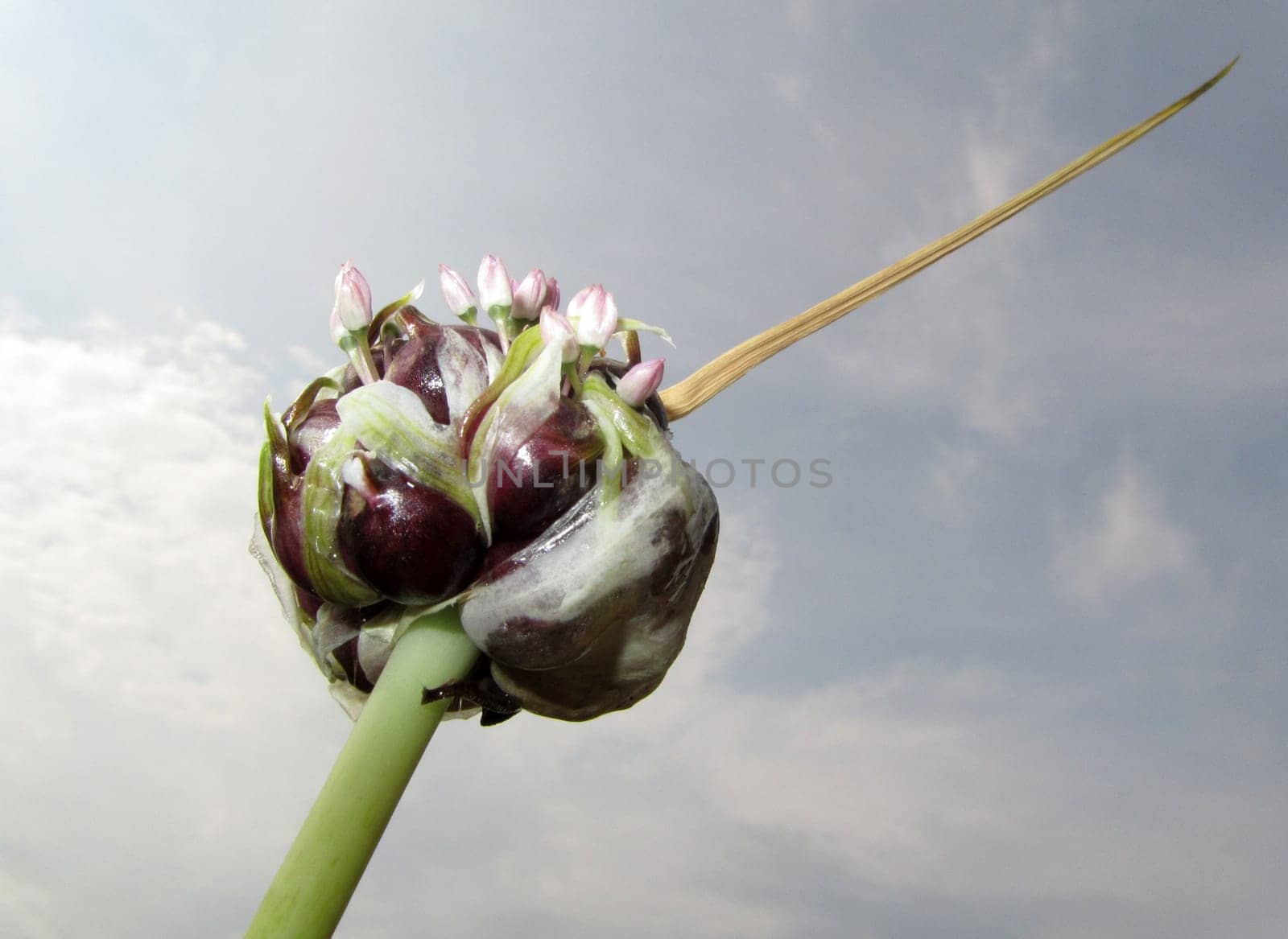 Garlic bulb - Allium sativum