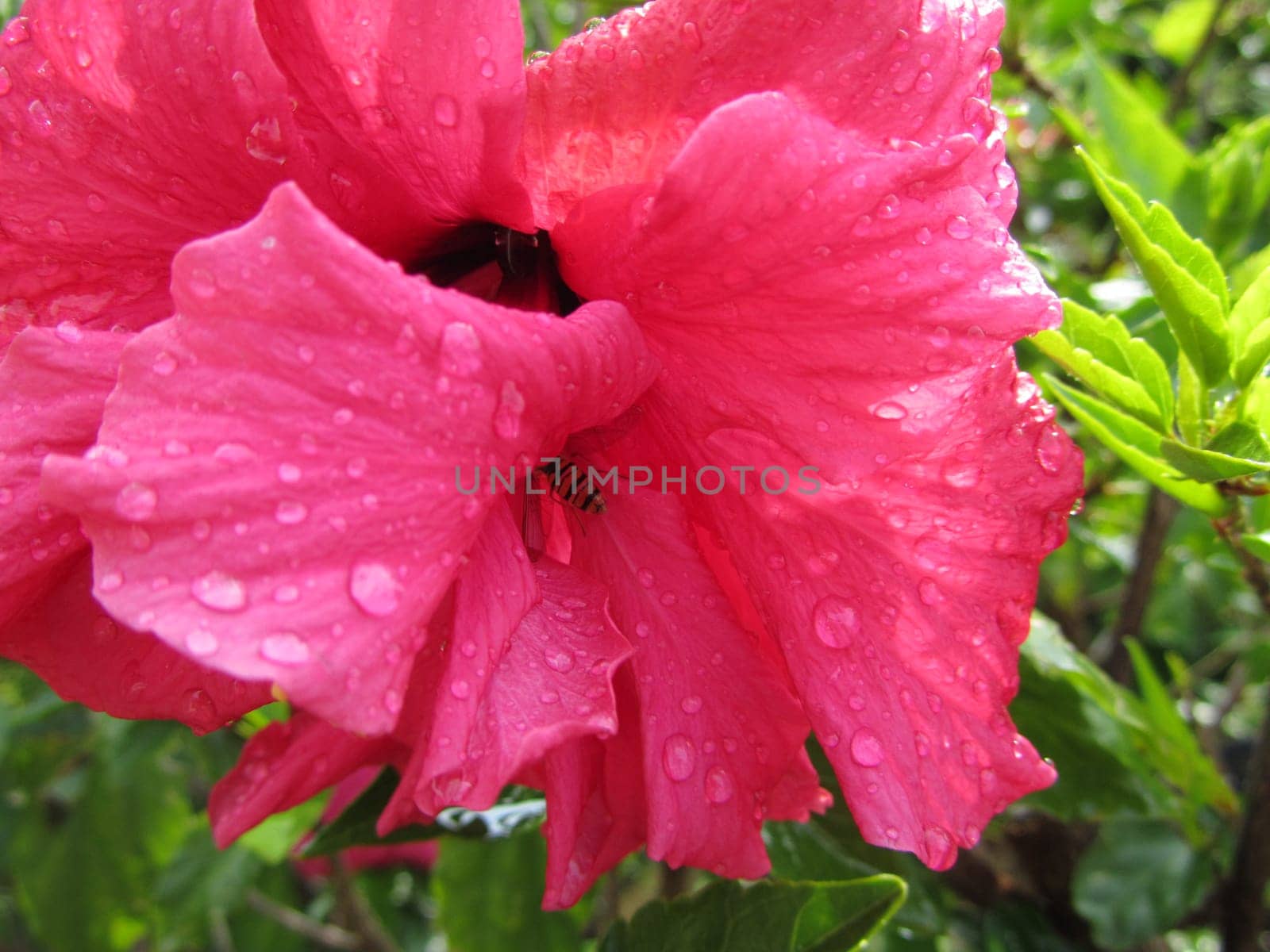 red hibiscus with bee