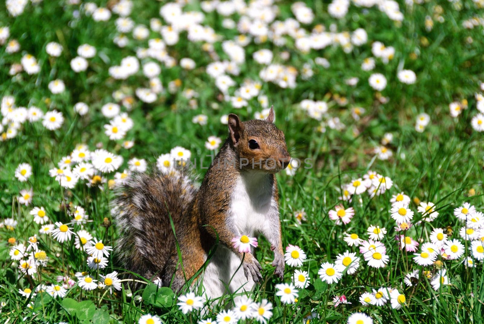 squirrel in a field of daisies