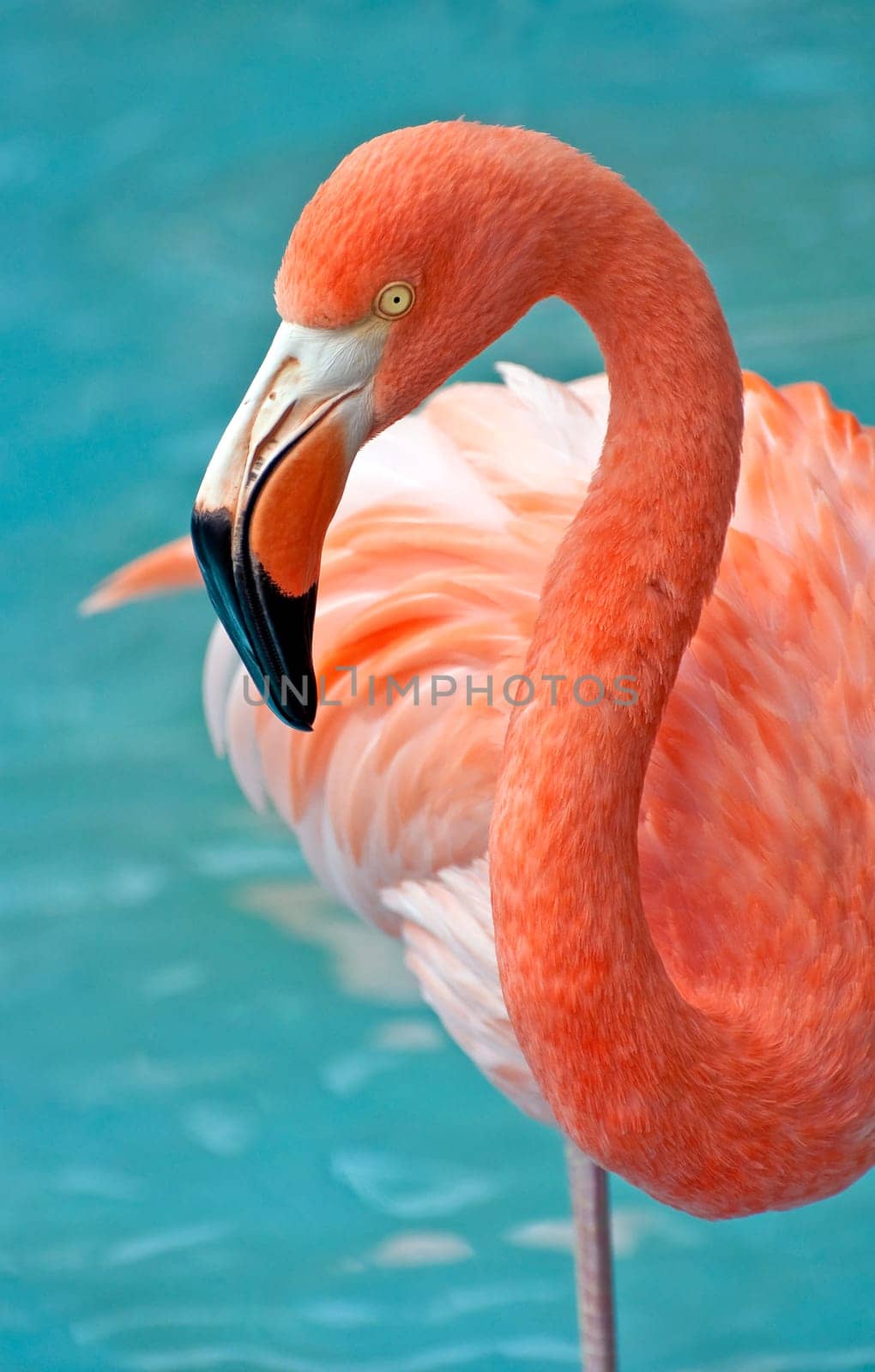 Fresh image of a pink flamingo.