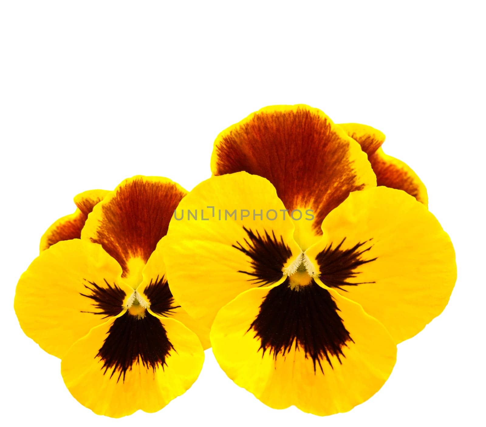 yellow pansies winter pansy flower isolated on white