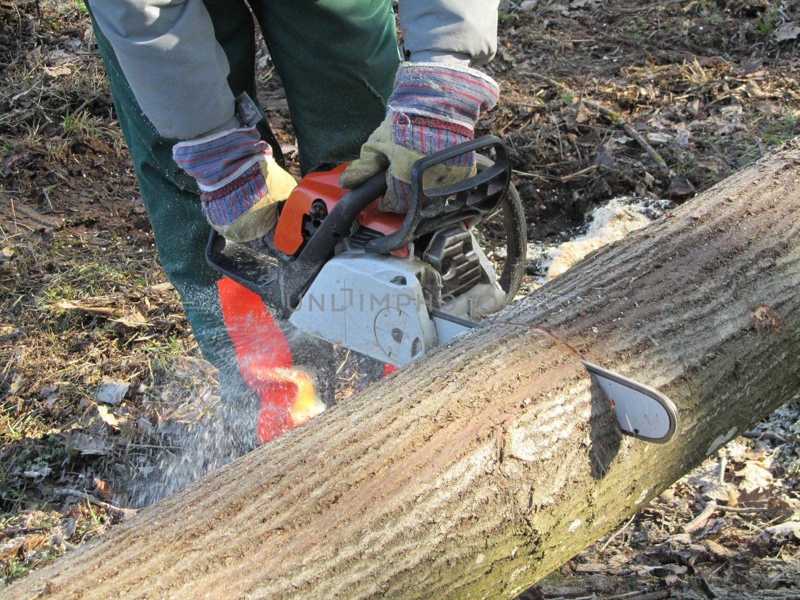 Sawing wood