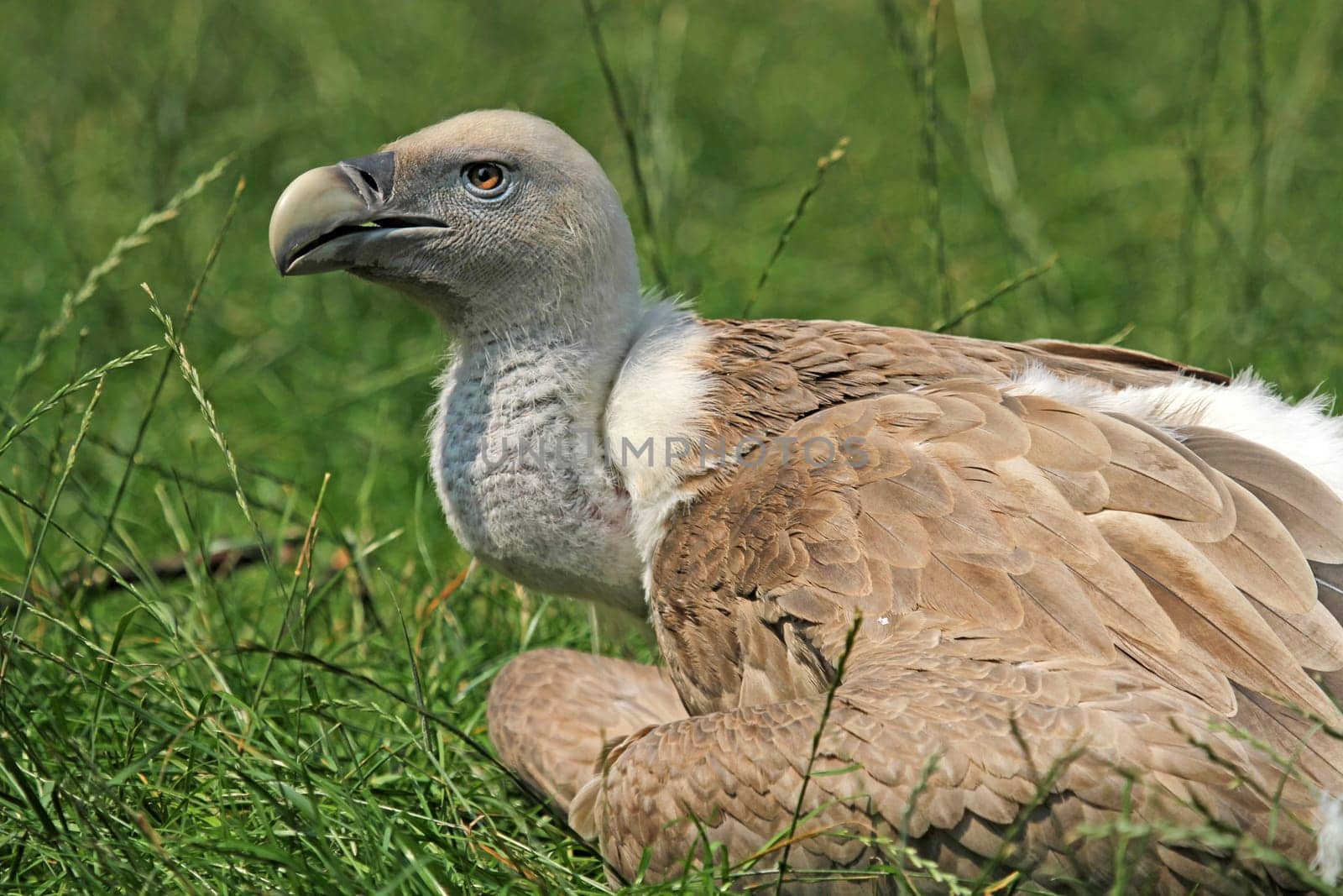 Griffon vulture