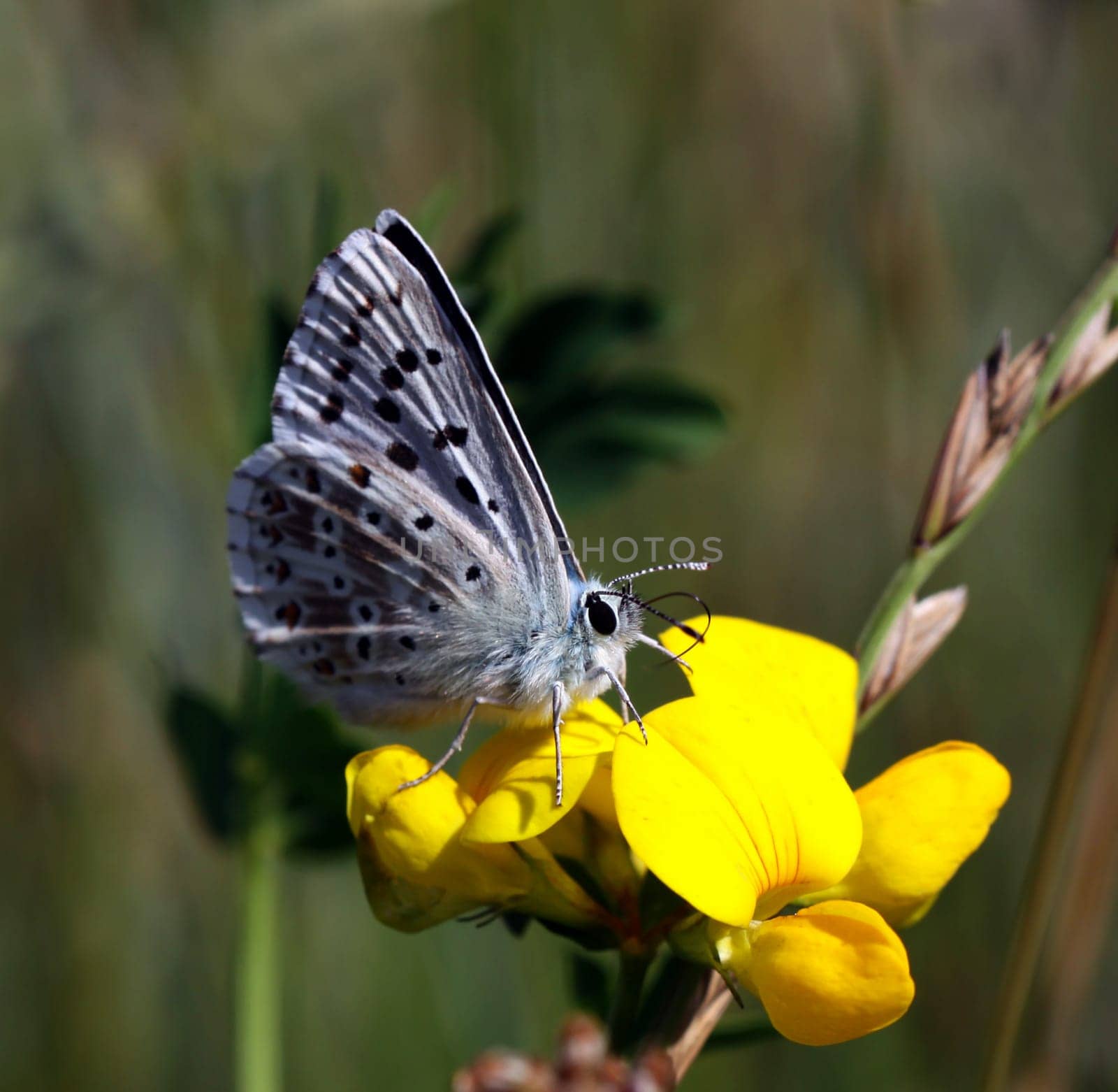 Silver-green blue on horned clover