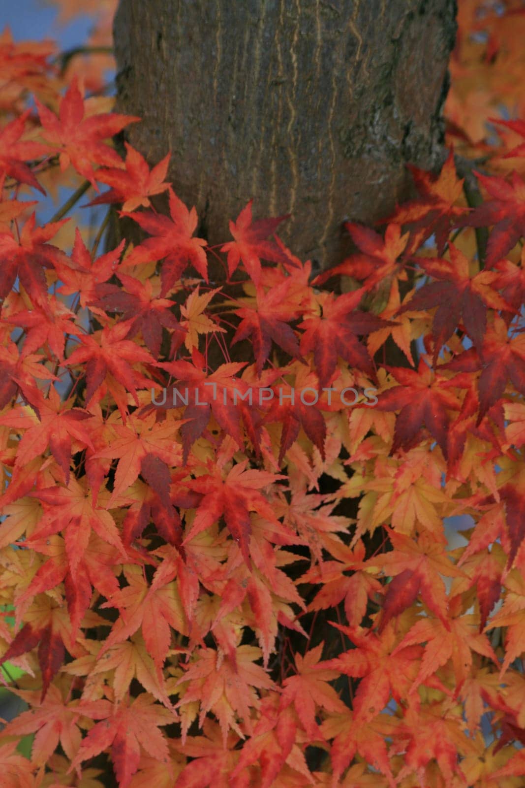 Maple in autumn