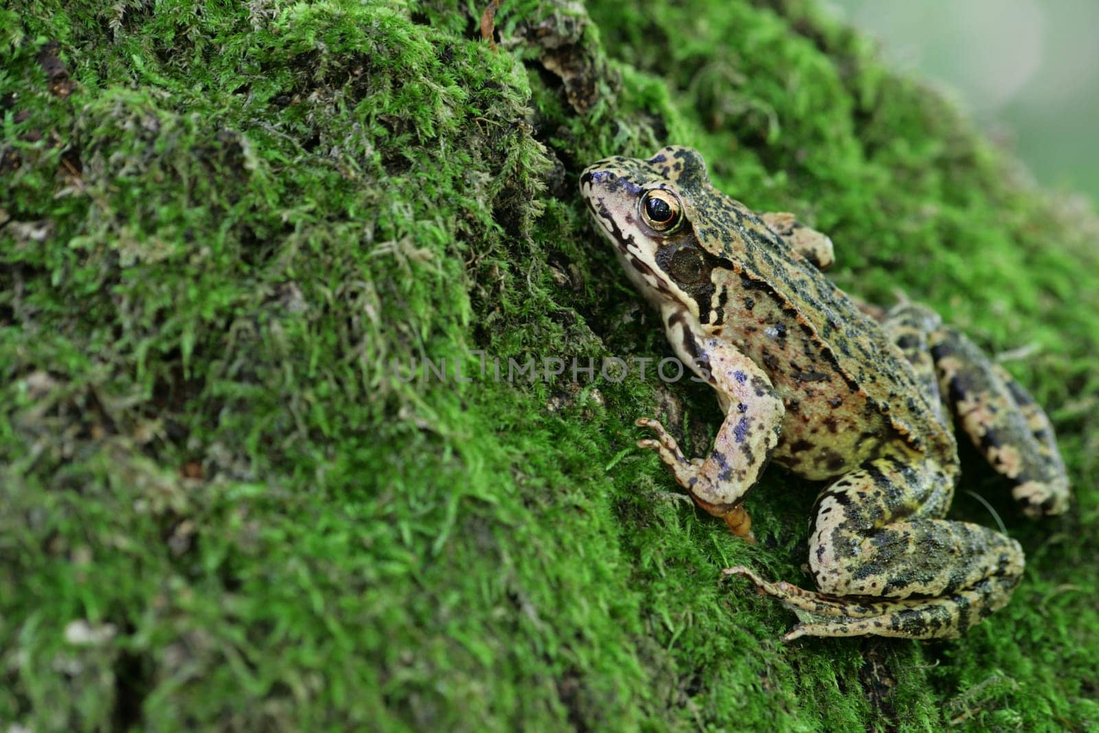 Frog