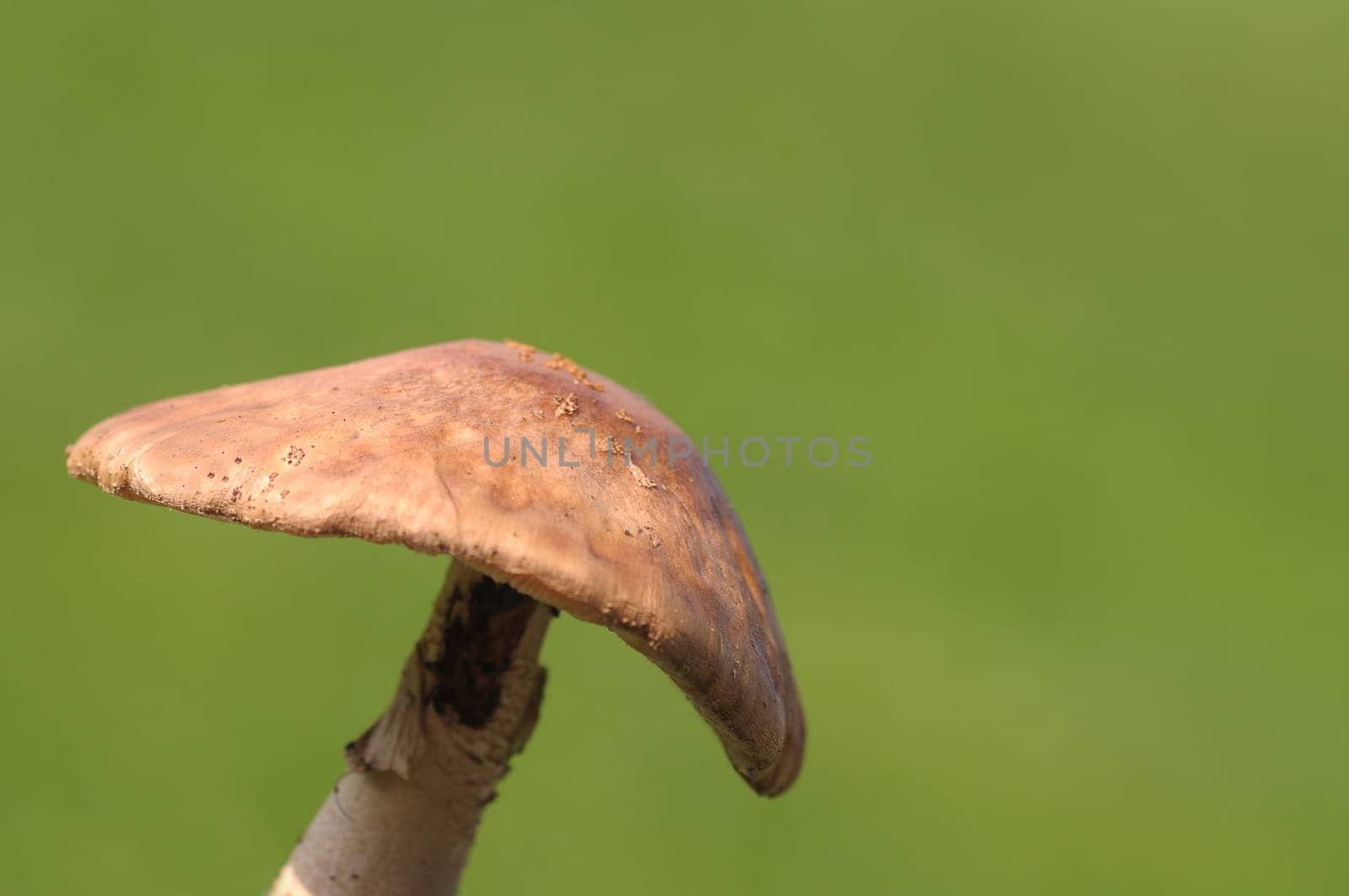 brown mushroom