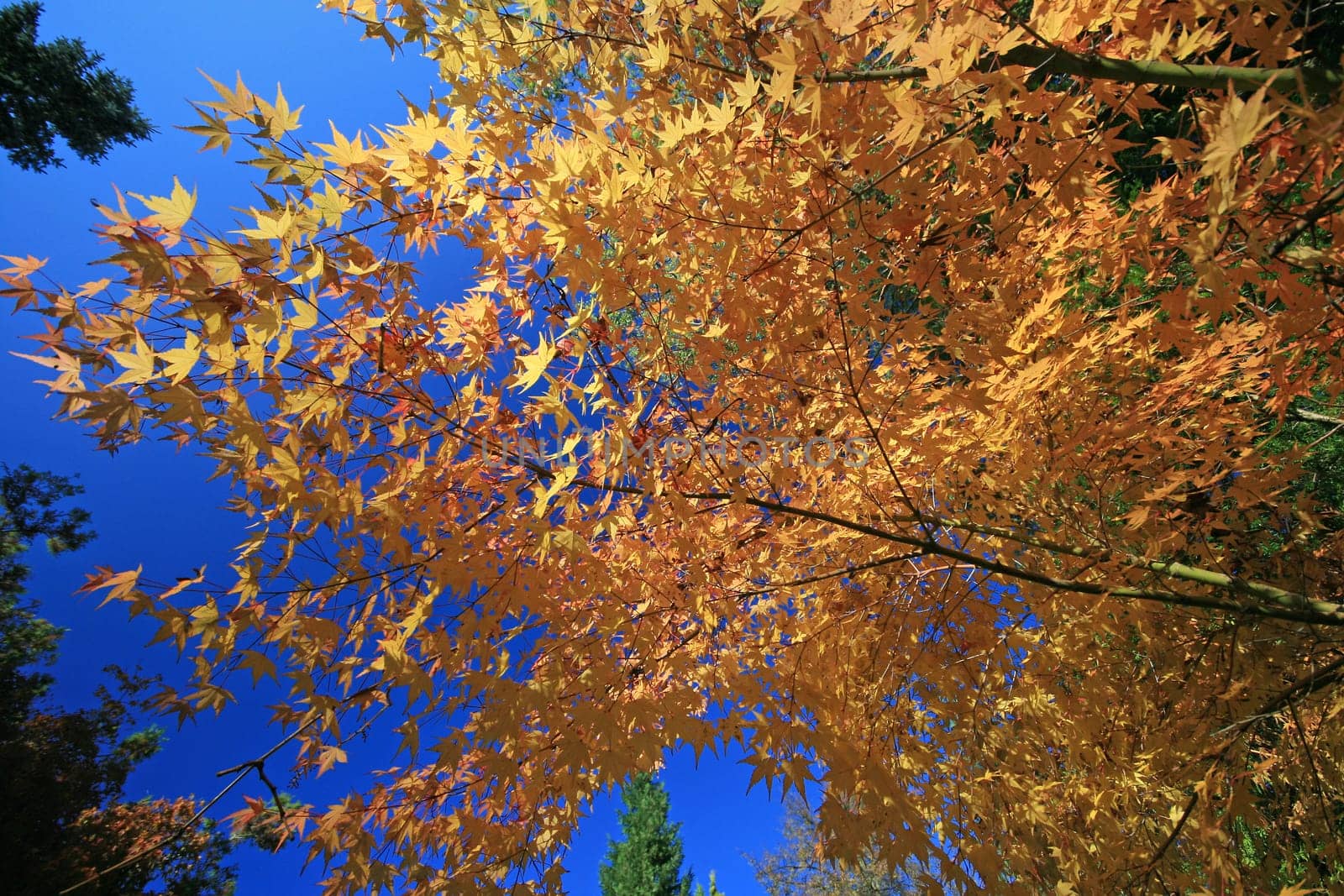 Maple in autumn