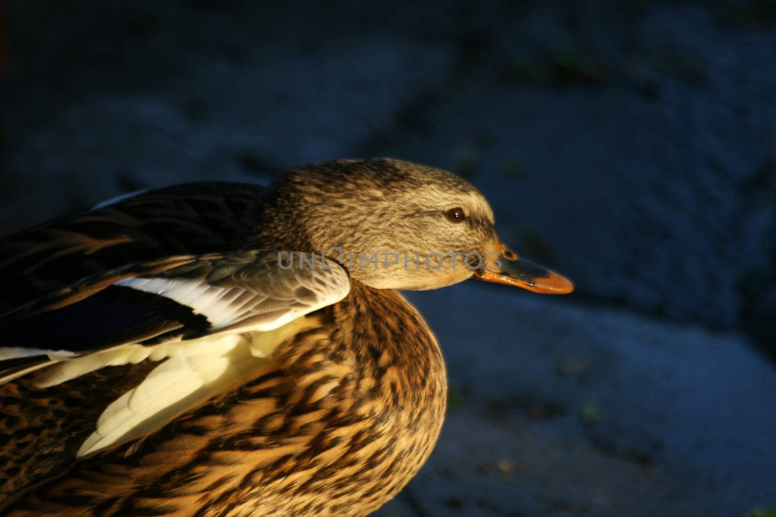 Duck
