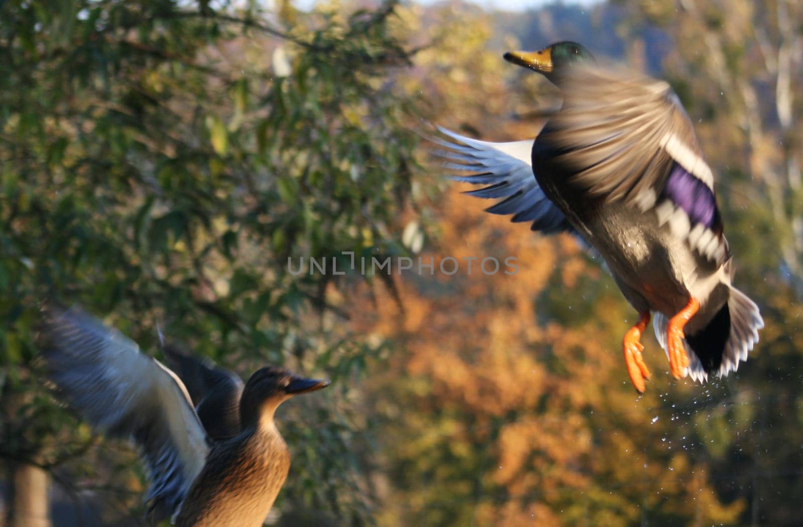 Duck