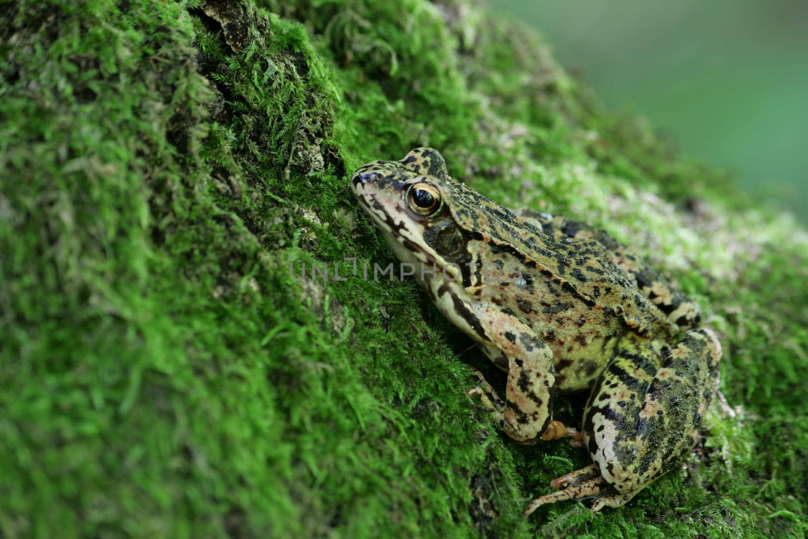 Frog