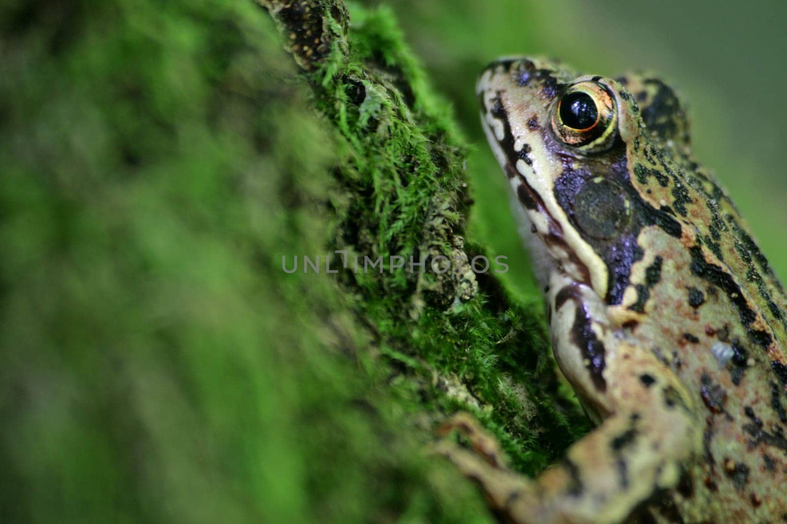 Frog