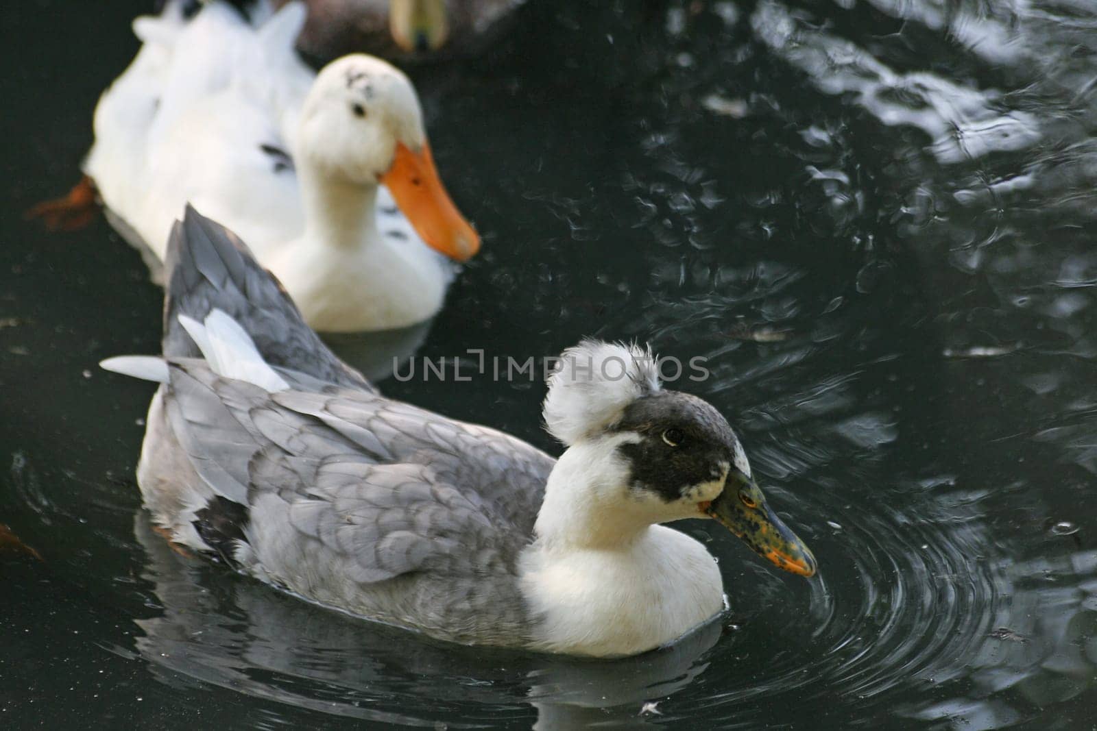Duck