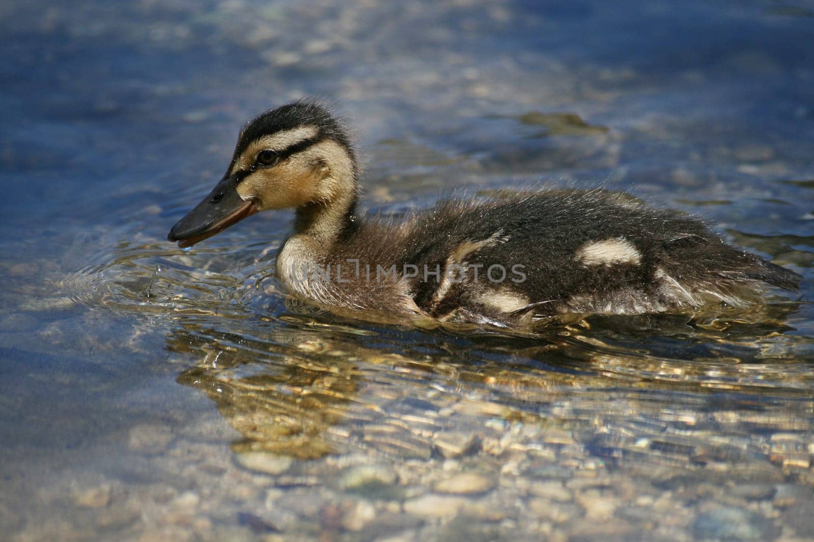 Baby Duck