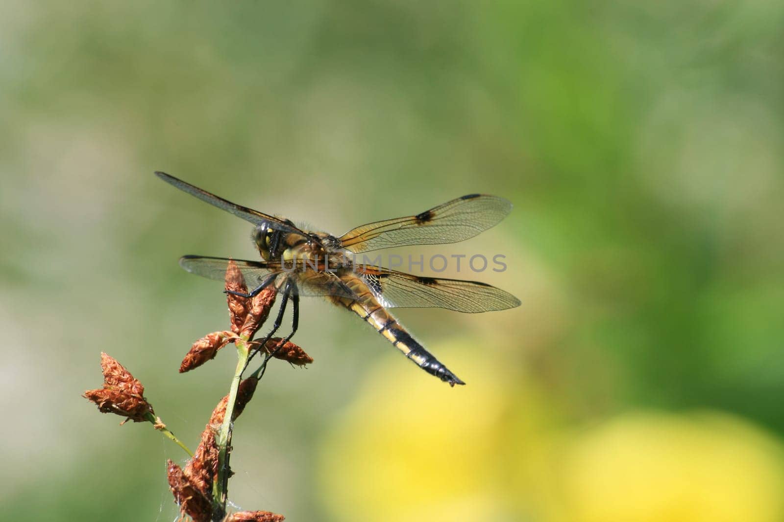 Dragonfly