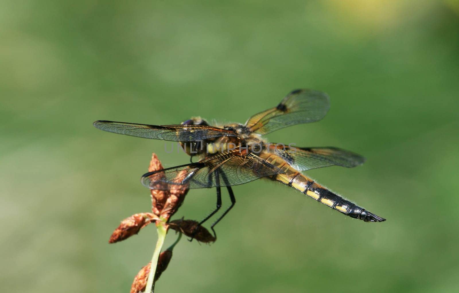 Dragonfly