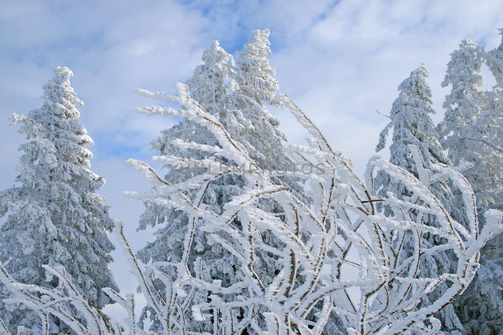 Winter in the Alps