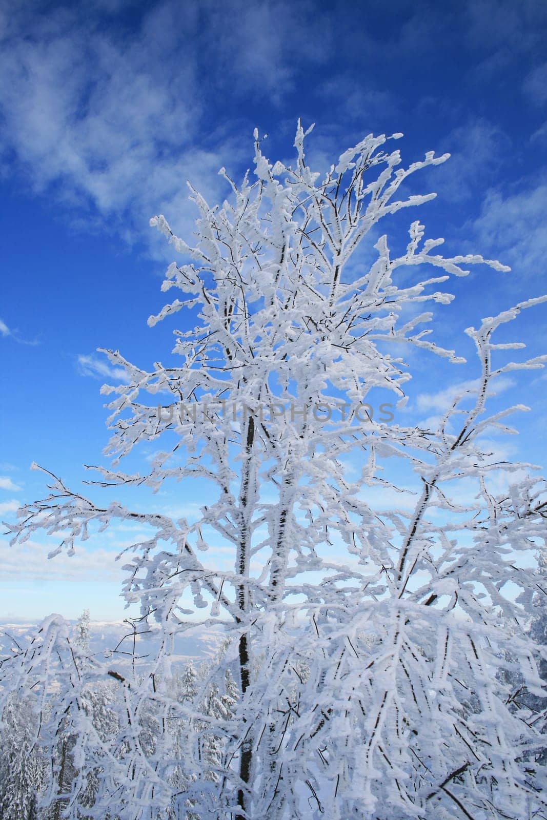 Winter in the Alps